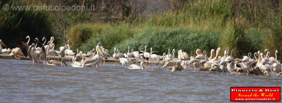 Ethiopia - Lago Chamo - Pellicani e Fenicotteri - 3.jpg